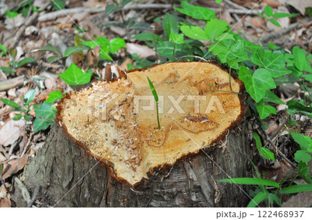 一本の生命 122468937