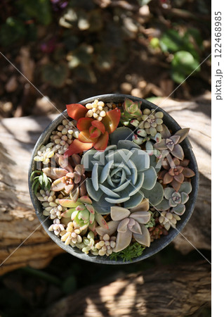 多肉植物の寄せ植え、晴れた冬の日 122468985