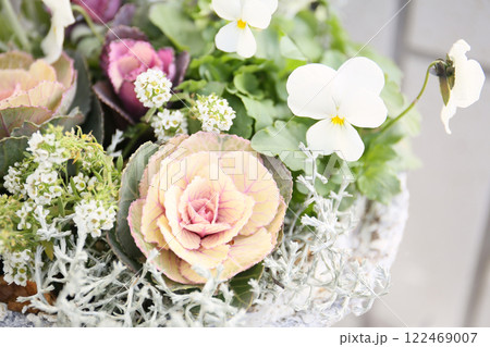 冬の寄せ植え、園芸 122469007