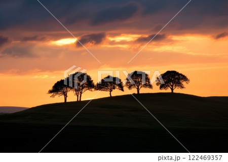 A group of trees are silhouetted against a sunset sky 122469357