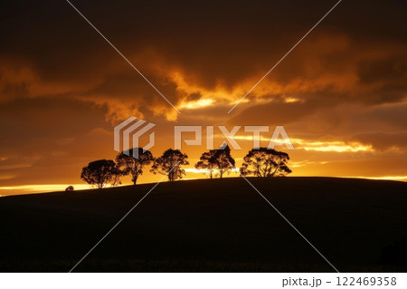 A group of trees are silhouetted against a sunset sky 122469358