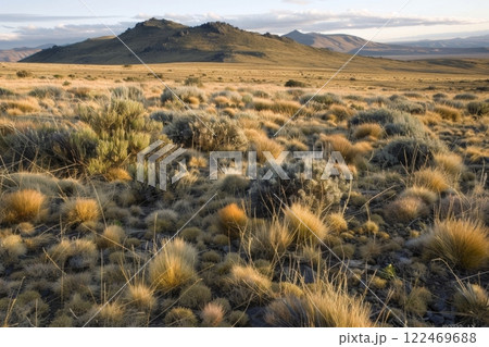 Golden Desert Landscape with Sagebrush and Hills 122469688