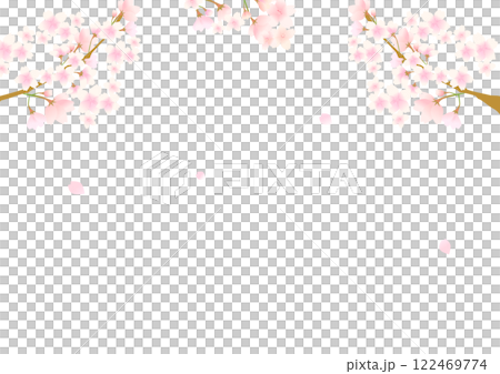Cherry blossom white background material 122469774