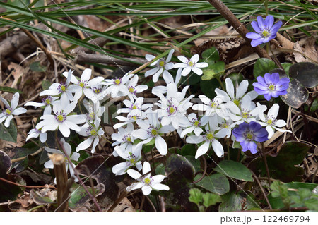 雪割草・オオミスミソウ　スプリングエフェメラル(3） 122469794