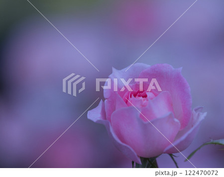 ピンク色の薔薇 ピンク色の薔薇 122470072