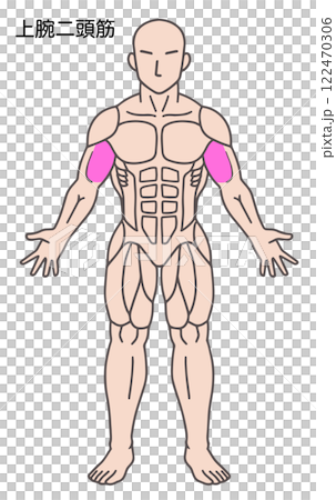 Biceps, human body muscle diagram Biceps, human body muscle diagram 122470306