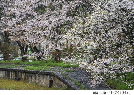 雨に濡れて、しっとりとしたローカル駅の桜　岡山県真庭市　姫新線「月田駅」 122470452