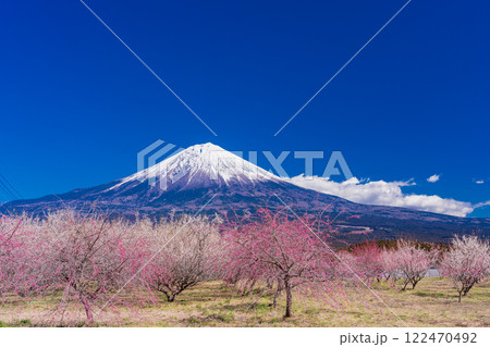 (静岡県)満開の梅林越しに富士山 (静岡県)満開の梅林越しに富士山 122470492