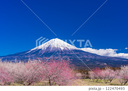 (静岡県)満開の梅林越しに富士山 (静岡県)満開の梅林越しに富士山 122470493