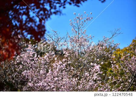 青空に映える山桜 青空に映える山桜 122470548