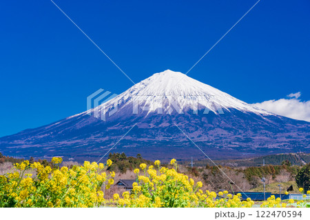 【静岡県】白糸自然公園のミツマタの花と富士山 122470594