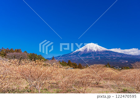 【静岡県】白糸自然公園のミツマタの花と富士山 【静岡県】白糸自然公園のミツマタの花と富士山 122470595