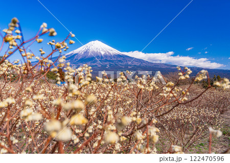 【静岡県】白糸自然公園のミツマタの花と富士山 122470596