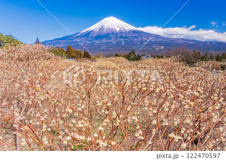 【静岡県】白糸自然公園のミツマタの花と富士山 122470597
