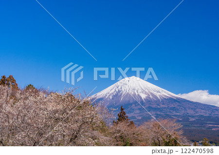 【静岡県】白糸自然公園のミツマタの花と富士山 122470598