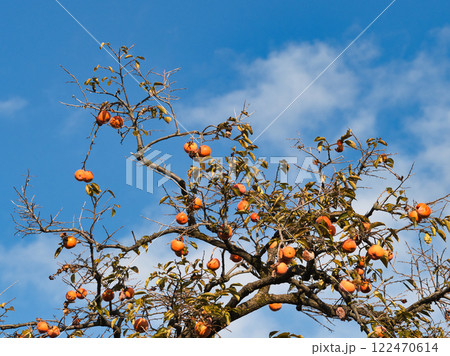 青空に映える柿の実 122470614