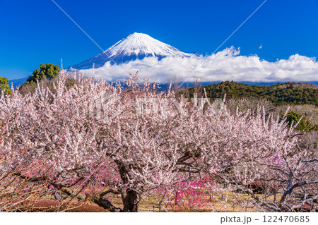 【静岡県】岩本山の梅の花越しに富士山 122470685