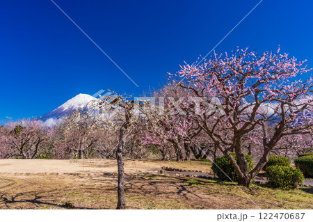 【静岡県】岩本山の梅の花越しに富士山 122470687