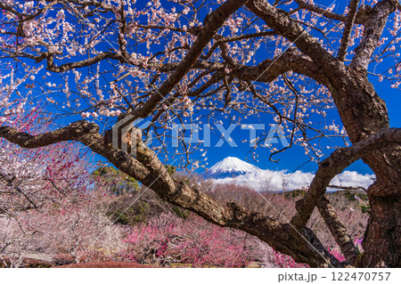 【静岡県】岩本山・樹形の整った梅越しに富士山 122470757