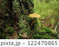 美味しそうな野性のキノコ 122470865