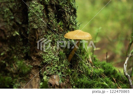 美味しそうな野性のキノコ 美味しそうな野性のキノコ 122470865