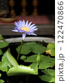 ベトナムの睡蓮 122470866