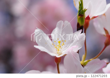 桜の花びら 122471203