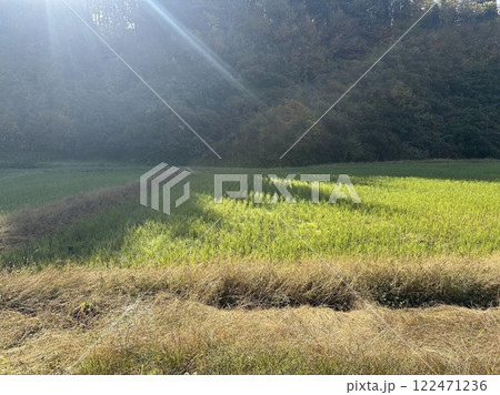 木々の影落ちる田園風景 木々の影落ちる田園風景 122471236