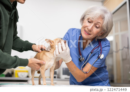 Guy owner chihuahua dog holds puppy and helps elderly woman veterinarian of clinic to inspect animal 122471449
