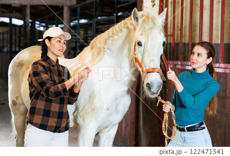 Two women weaving braids on the mane of a white horse in stable Two women weaving braids on the mane of a white horse in stable 122471541