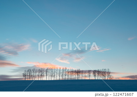 北海道冬の美瑛-夕陽のセブンスターのきの白樺並木- 北海道冬の美瑛-夕陽のセブンスターのきの白樺並木- 122471607