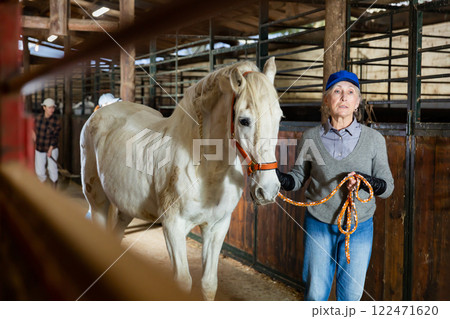 Elderly female farmer holding reins leading white horse through stable Elderly female farmer holding reins leading white horse through stable 122471620