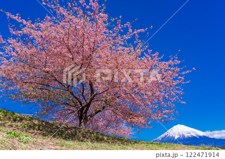 早咲きの一本桜越しに、新雪富士 122471914