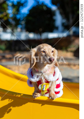 公園で散歩をするダックスフンド 122471939