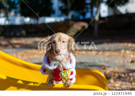 公園で散歩をするダックスフンド 公園で散歩をするダックスフンド 122471940