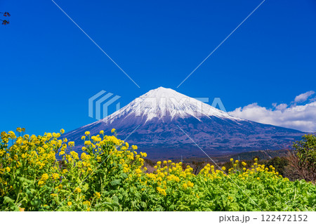 【静岡県】菜の花畑越し深雪富士 122472152