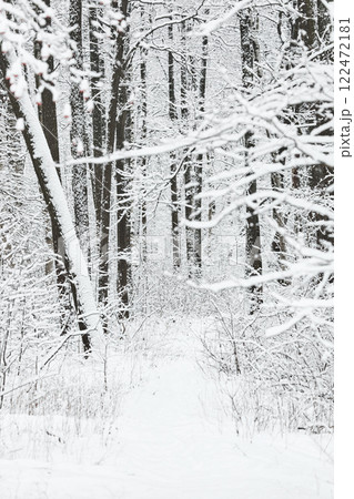 The heavy snowfall in a wild park, winter fairy tale in the forest, snow-covered tree branches, large flakes of snow are slowly falling, nobody, snow storm, blizzard The heavy snowfall in a wild park, winter fairy tale in the forest, snow-covered tree branches, large flakes of snow are slowly falling, nobody, snow storm, blizzard 122472181