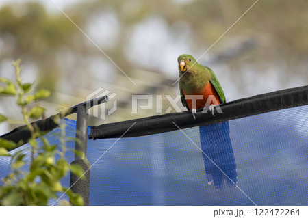 A colourful, friendly, and vibrant Australian King Parrot 122472264