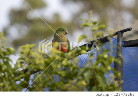 A colourful, friendly, and vibrant Australian King Parrot A colourful, friendly, and vibrant Australian King Parrot 122472265