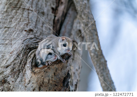 巣穴から顔を出した二匹のエゾモモンガ 122472771