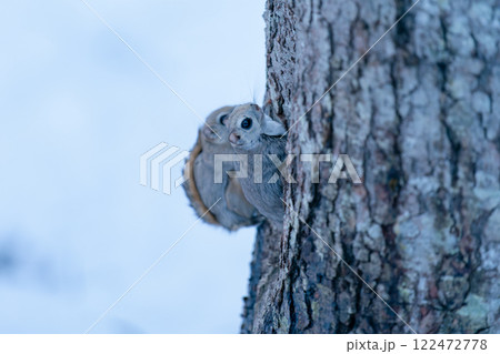 木にとまるエゾモモンガ 122472778