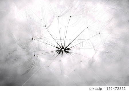 Delicate organic pattern, radial symmetry, macro of dandelion seed head, soft natural texture Delicate organic pattern, radial symmetry, macro of dandelion seed head, soft natural texture 122472831