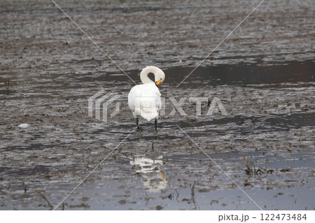 羽を繕うコハクチョウ 122473484
