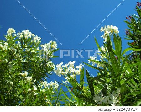 夏の公園に咲く夾竹桃の白い花 122473717