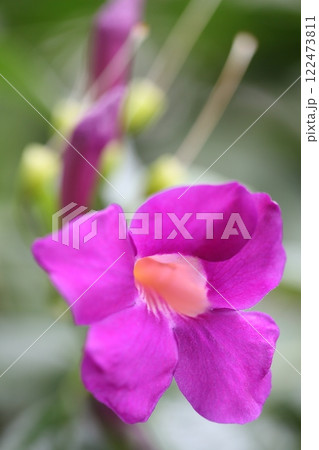 ビグノニア・マグニフィカの花 122473811