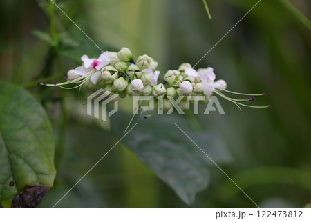 クレロデンドルム・スカンデンスの花の蕾 122473812