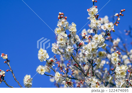 ウメの花 ウメの花 122474095