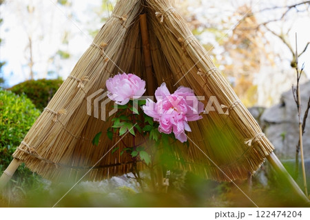 奈良県当麻寺に咲く笠を被った冬牡丹【1月】前ボケ 122474204