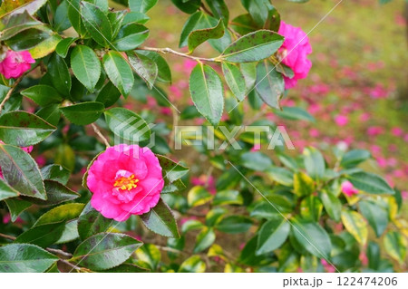 奈良県当麻寺の庭に咲く満開のサザンカと地面に落ちた花びら【1月】 奈良県当麻寺の庭に咲く満開のサザンカと地面に落ちた花びら【1月】 122474206