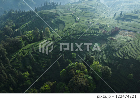 Aerial view of tea farm landscape in China Aerial view of tea farm landscape in China 122474221